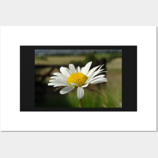 Ox Eye Daisy Posters and Art